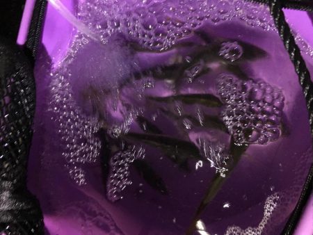 あたりは朝一のみ